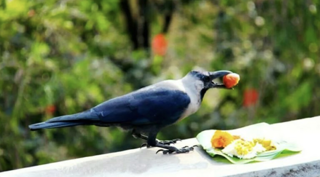 “काग तिहार : सन्देशवाहक कागलाई सम्मान गर्ने दिन!”